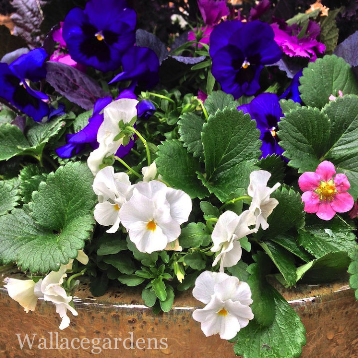the color purple monochromatic edible container garden, container gardening, flowers, gardening, You couldn t tell but there is still room for more the white violas are on hand as fillers I tucked them in any place there was an extra spot Their pure white faces brighten the darker foliage and flowers
