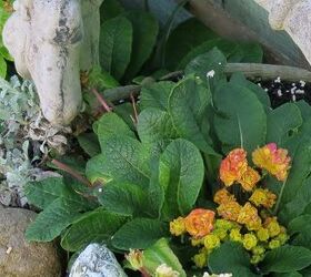 my spring garden, flowers, gardening, outdoor living, succulents, double primrose