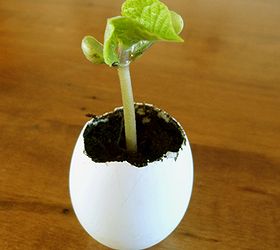 starting seedlings in eggshells, container gardening, gardening, repurposing upcycling