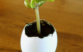 Starting seedlings in eggshells