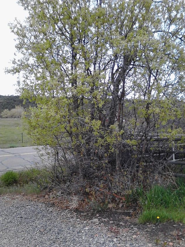 propagacin del grambel oal, Roble Grambel nativo del oeste de Colorado tolerante a la sequ a y obviamente no le importa el suelo arcilloso Normalmente se encuentra entre 6000 9000 pies