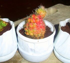 repurposed cooking oil and vinegar bottles as cacti planters, gardening, repurposing upcycling, paint them white for a dainty touch cacti in repurposed cooking oil vinegar bottles