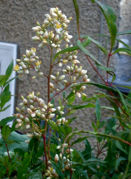 q does anyone know what kind of bush tree this is, flowers, gardening