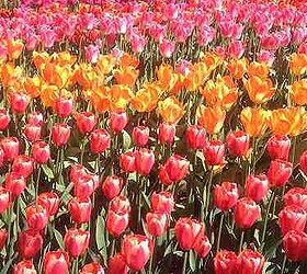 a magical visit to the skagit valley tulip festival, gardening