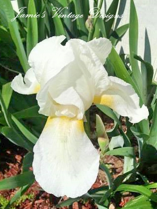 mi jardn de primavera a mediados de mayo de 2013, Iris blanco