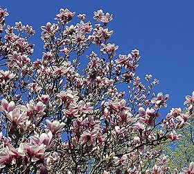 stunning magnolia in bloom, flowers, gardening, Magnificent against a blue sky