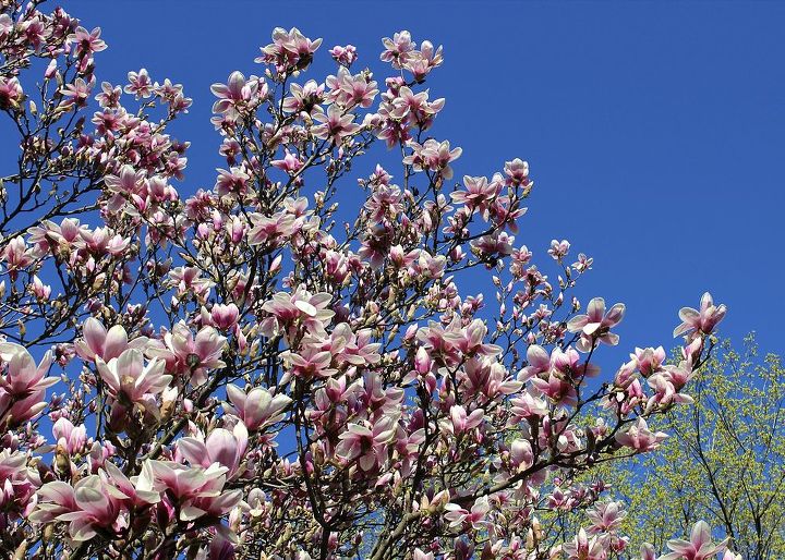 stunning magnolia in bloom, flowers, gardening, Magnificent against a blue sky