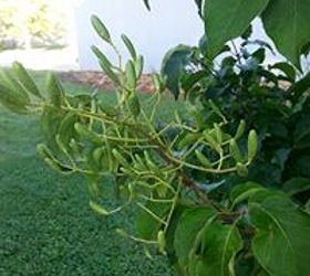 japanese lilac tree, Picture of the pods left from the flowers