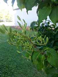 q japanese lilac tree, flowers, gardening, Picture of the pods left from the flowers