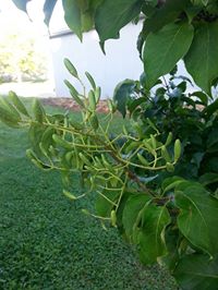 japanese lilac tree, Picture of the pods left from the flowers