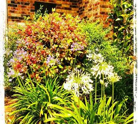 curb appeal curbappeal, flowers, gardening, Agapanthus and side plants