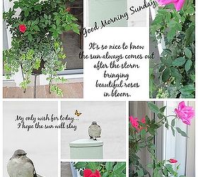 Roses for Sunday Morning Hometalk