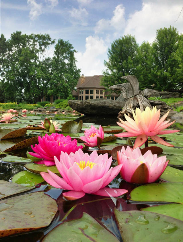 grow waterlilies and lotus in a backyard pond, flowers, gardening, outdoor living, ponds water features, A variety of pink waterlilies provide a pretty contrast against the green lily pads
