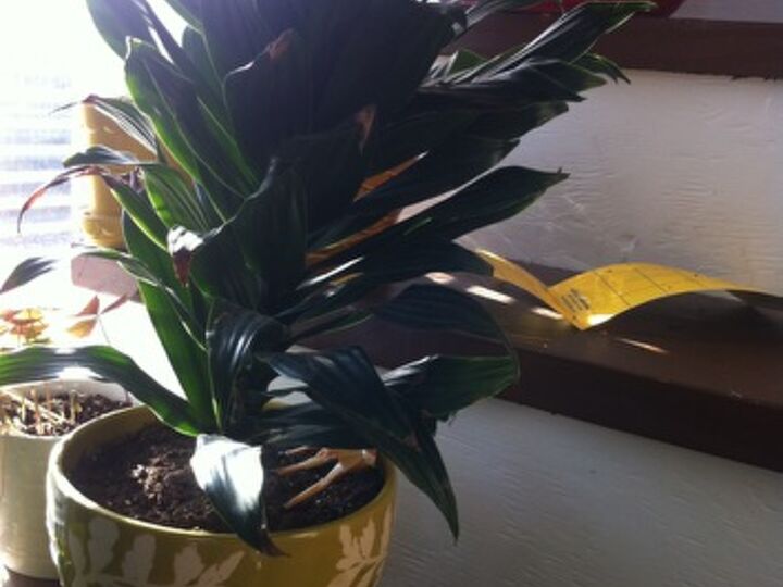 i would love to know the name of this plant and how to care for it, gardening