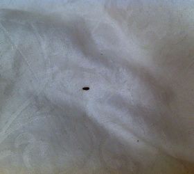 what type of bug is this on my bed, pest control