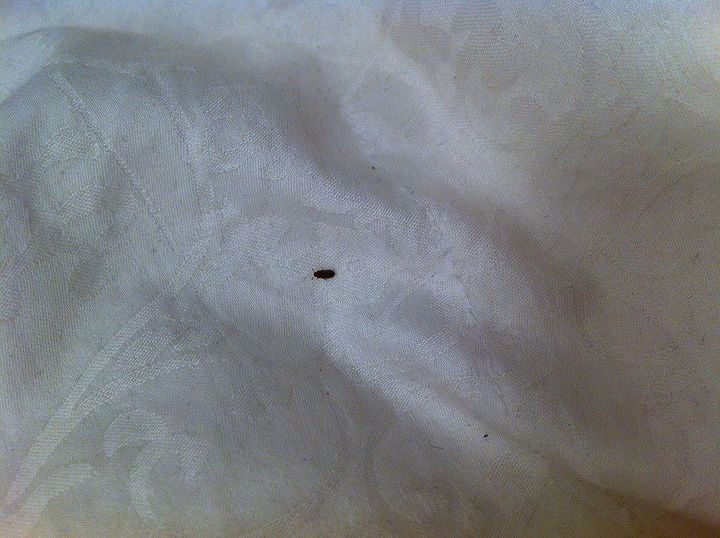 what type of bug is this on my bed, pest control