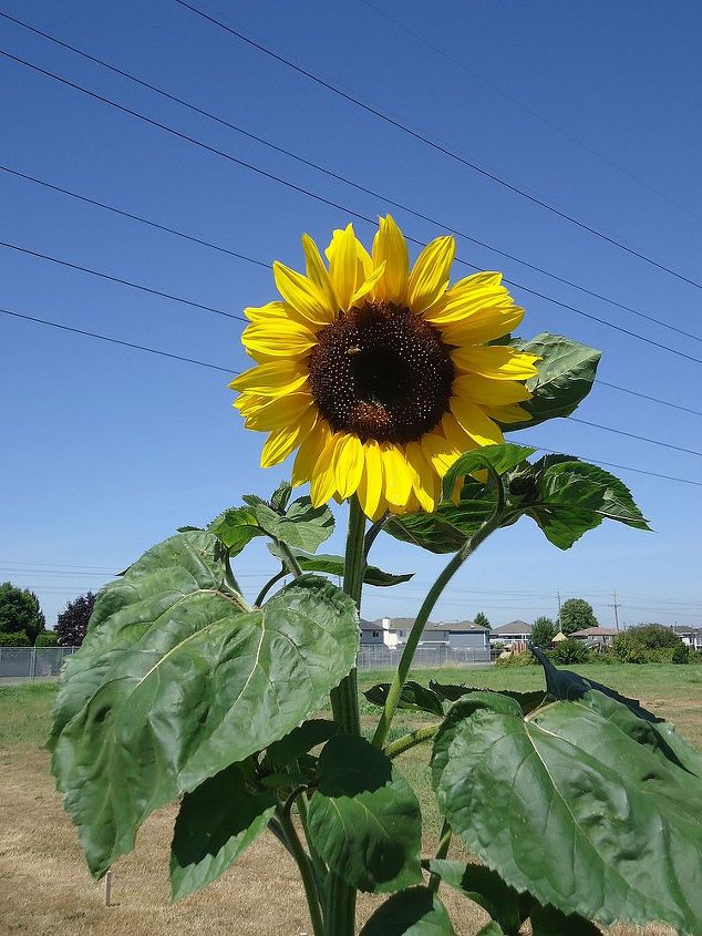 sunflower summer, gardening, Self Sown Sunflower in the children s garden