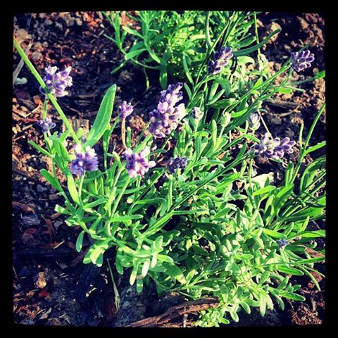 curb appeal curbappeal, flowers, gardening, Lavender