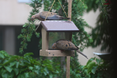 part 5 back story of tllg s rain or shine feeders, outdoor living, pets animals, urban living, Mourning Dove STARES at his her comrade as he she noshes in HH s Feeder s new locale MOURNING DOVE INFO