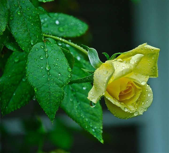 rain rain rain beautiful rain, gardening, The rain soaked yellow rose bows in praise of the Lord s gift of much needed rain