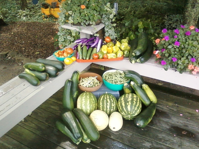 vegetable harvest, gardening, Wonderful harvest