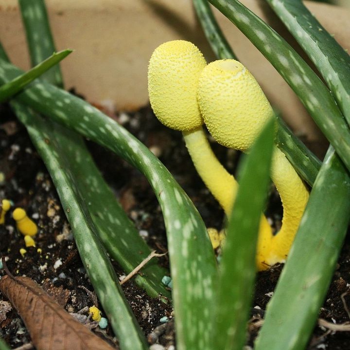 fungus among us or finding beauty where you did not plant it, gardening, Found this little yellow beauty living in my aloe plant