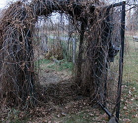 building a garden trellis, diy, gardening, woodworking projects, The open gate I recycled the frame of an office divider and created a gate attaching farm fence with wire ties