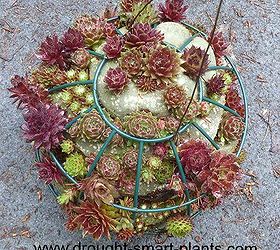 sempervivum sphere update, gardening, succulents, Early spring color and the plants are getting well established this is year two