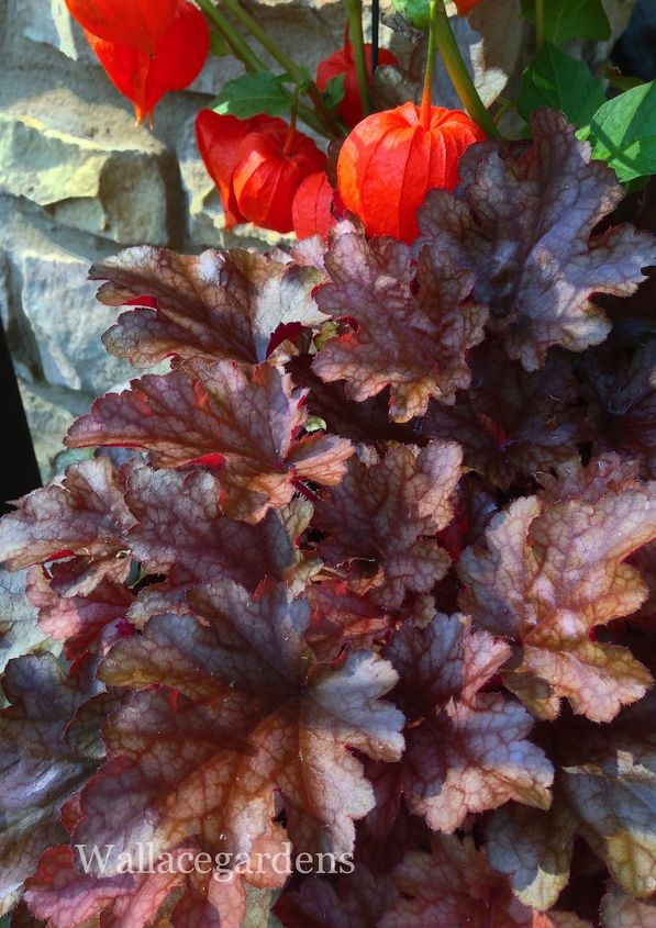 pumpkins on porches pumpkinideas gardenchat, container gardening, gardening, seasonal holiday d cor, Heucheras offer a wide range of colorful foliage for the autumn garden PumpkinIdeas FoliageFrenzy Thanks to Annie Haven for her organic compost moopootea AuthenticHavenBrand