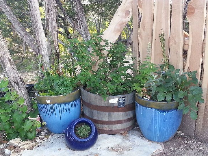 update on my first spring garden, container gardening, flowers, gardening, first attempt at containers