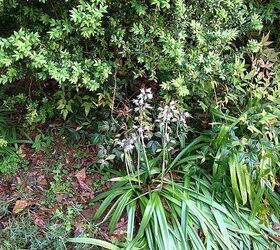 when to move these plants around, flowers, gardening