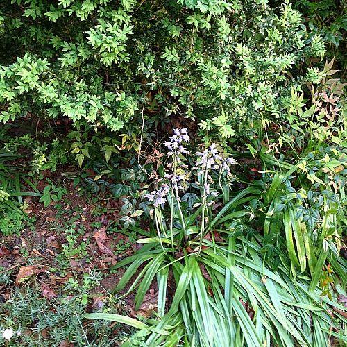 when to move these plants around, flowers, gardening