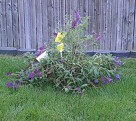new flower garden with our new butterfly bush i got on sale, flowers, gardening, Butterfly bush a little sad but I ll make it happy again