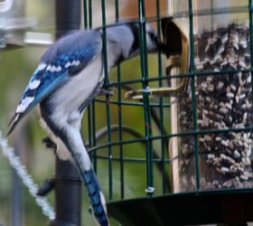 addendum to a post bird feeder protector, outdoor living, pets animals, I featured this image of a lone blue jay at my modified feeder on Cornell s FB Page