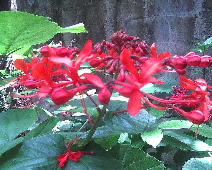 q big beauty blossoms took over the entire front, gardening, Within 1 year these Big Red Blossoms took over