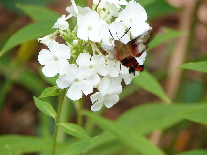 hummingbird moth, gardening