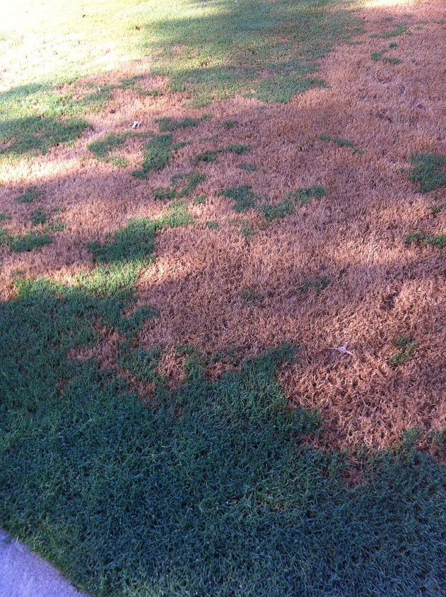 q is this brown patch, landscape, outdoor living