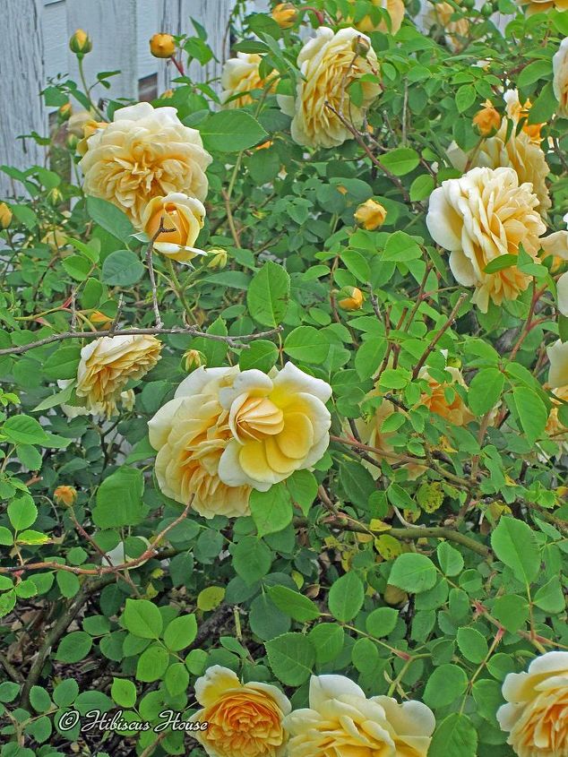 david austin english rose teasing georgia, flowers, gardening, hibiscus
