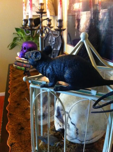 halloween decor, halloween decorations, seasonal holiday d cor, I placed a skull inside an estate sale purchased metal and glass cage The big rat decided he d rather keep watch from on top See more here