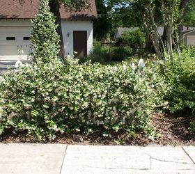 new pictures, gardening, outdoor living, Confederate Jasmine in full bloom