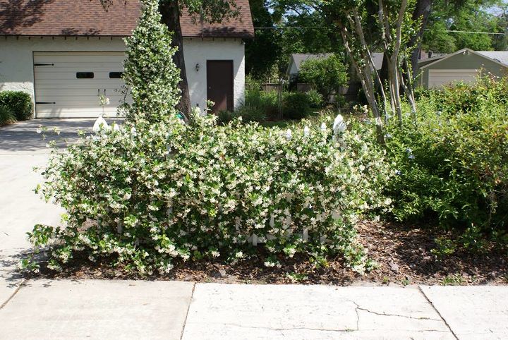 new pictures, gardening, outdoor living, Confederate Jasmine in full bloom