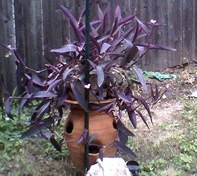 q unknown purple plant, flowers, gardening, crazy out of control plant