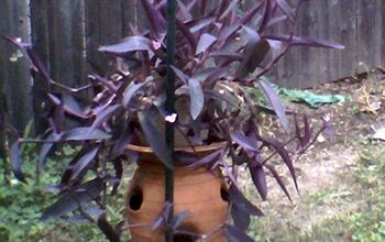 Unknown Purple Plant.