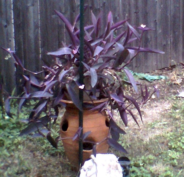 q unknown purple plant, flowers, gardening, crazy out of control plant