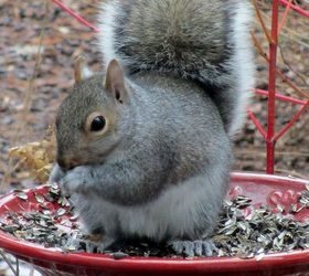 january winter garden, outdoor living, seasonal holiday decor, Squirrel in the feeder