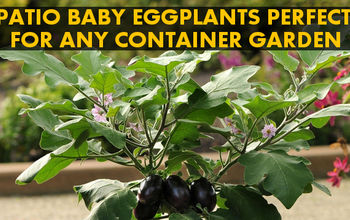 Container Gardening | ‘Patio Baby’ Eggplant Takes the Prize