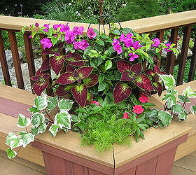 container plants that last till frost, container gardening, flowers, gardening, hibiscus, Bouganvilla Algerian Ivy
