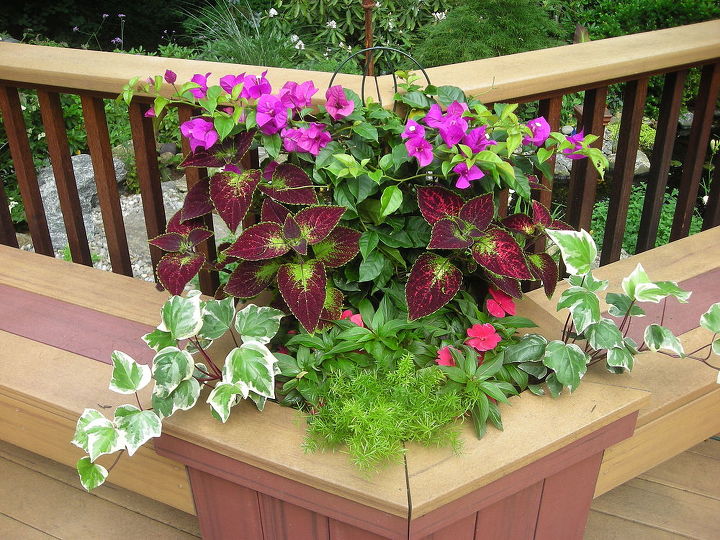 container plants that last till frost, container gardening, flowers, gardening, hibiscus, Bouganvilla Algerian Ivy