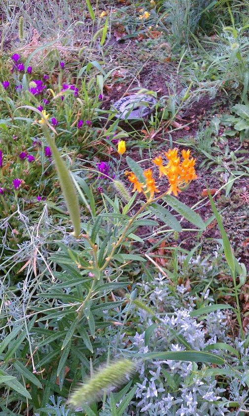 does anyone know this flower, flowers, gardening