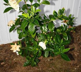 gardenia or camellia